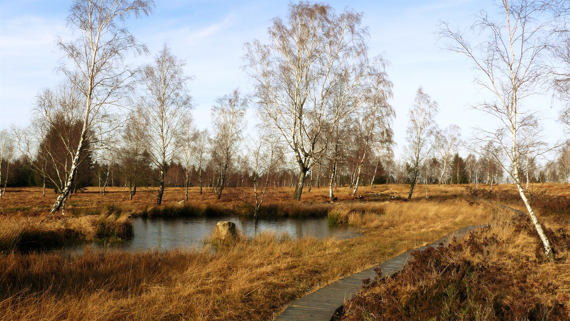 Moorlandschaft im Winter in Brauntönen und mit Birken ohne Laub, im Vordergrund ist ein ein Bohlenweg zu sehen und mittig liegt eine offene Wasserfläche