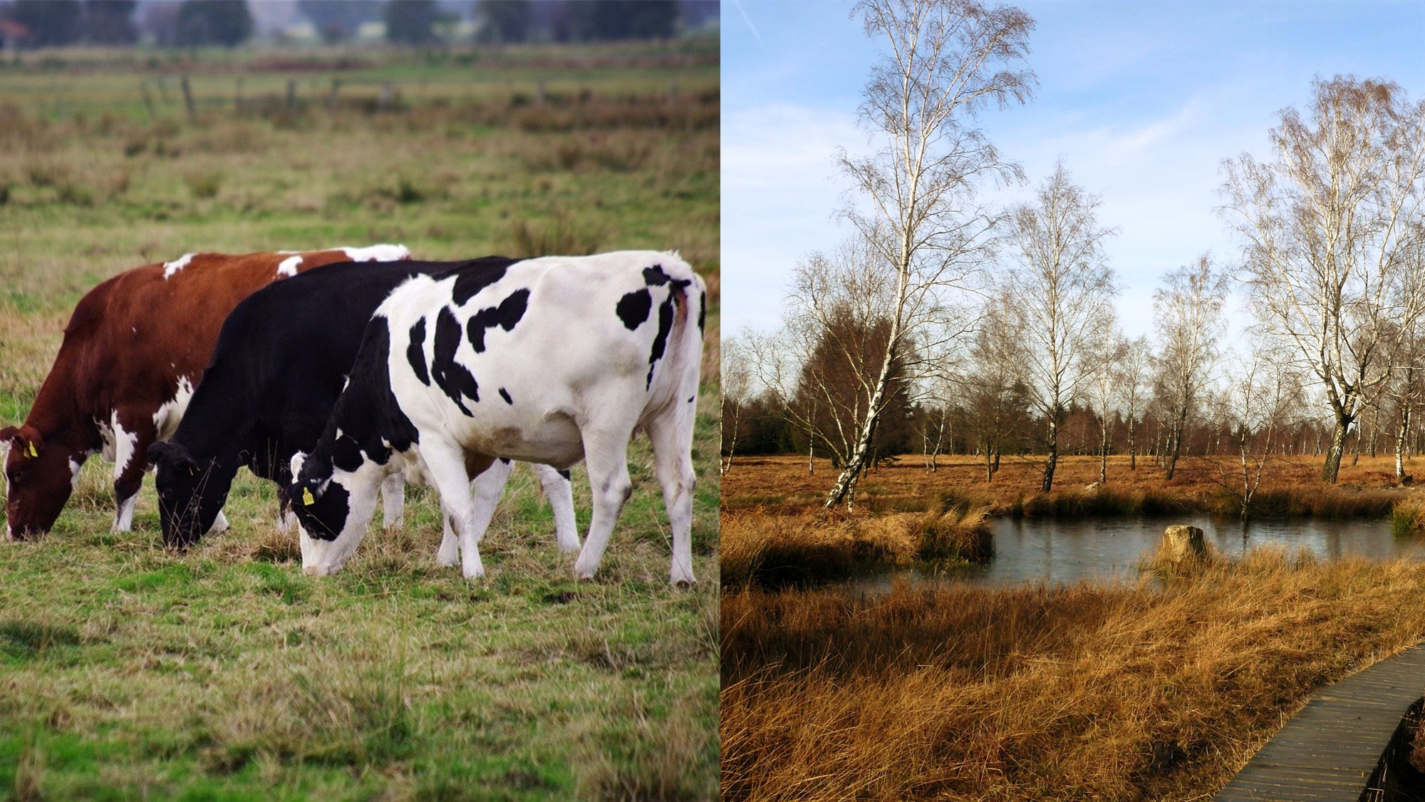 Kühe im Moor und naturnahes Moor mit Steg