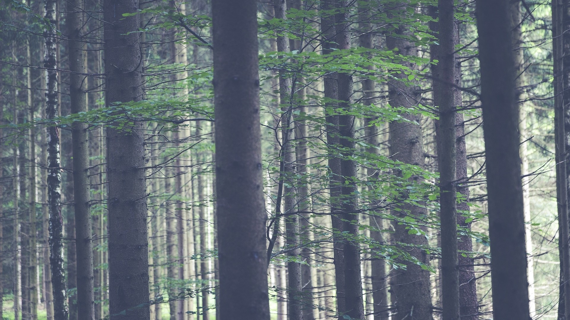 forest-g7ed00ac72_1920_16_9_pixabay.jpg